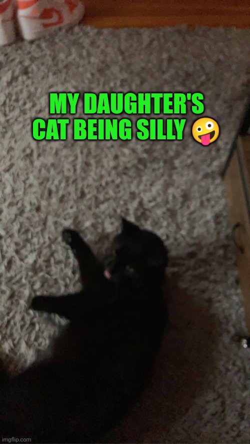Onyx the cat | MY DAUGHTER'S CAT BEING SILLY 🤪 | image tagged in cats,funny cat memes | made w/ Imgflip meme maker