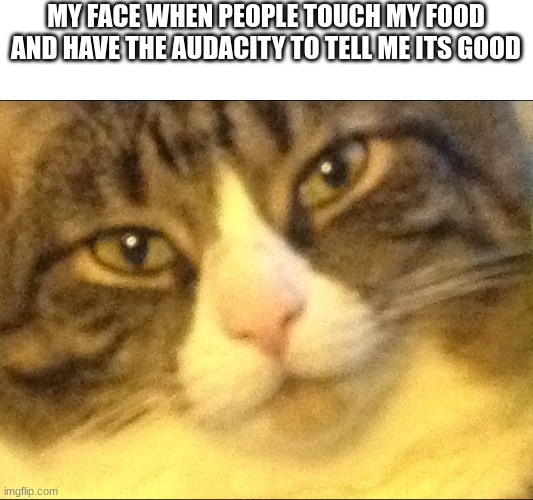 yes | MY FACE WHEN PEOPLE TOUCH MY FOOD AND HAVE THE AUDACITY TO TELL ME ITS GOOD | image tagged in really cat,bruh | made w/ Imgflip meme maker