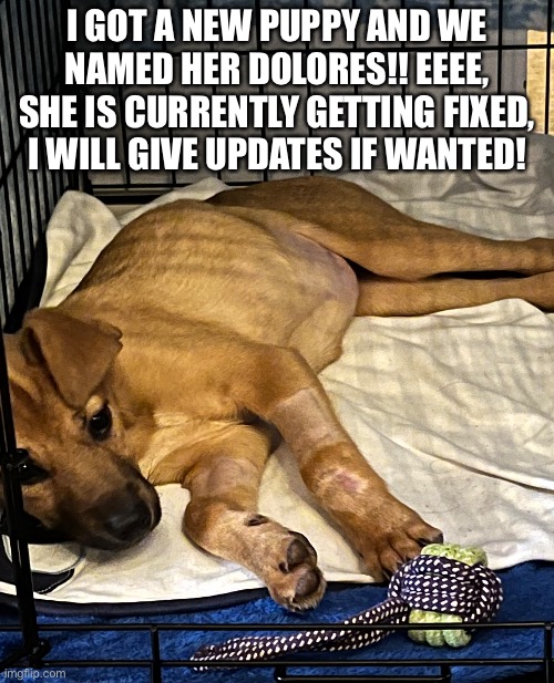 Image is shared publicly, My new dog is being fixed |  I GOT A NEW PUPPY AND WE NAMED HER DOLORES!! EEEE, SHE IS CURRENTLY GETTING FIXED, I WILL GIVE UPDATES IF WANTED! | image tagged in puppy,adopted,surgery,f in the chat,happy | made w/ Imgflip meme maker