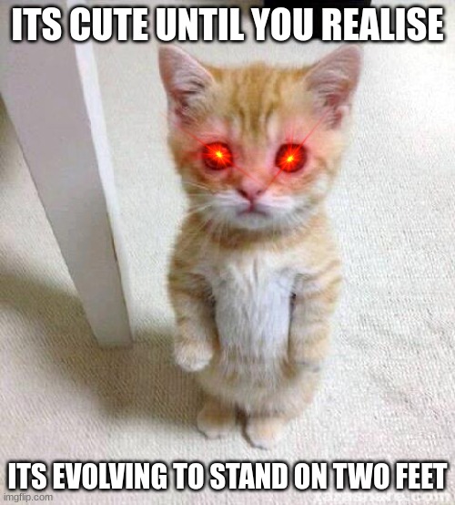 Cute Cat | ITS CUTE UNTIL YOU REALISE; ITS EVOLVING TO STAND ON TWO FEET | image tagged in memes,cute cat | made w/ Imgflip meme maker