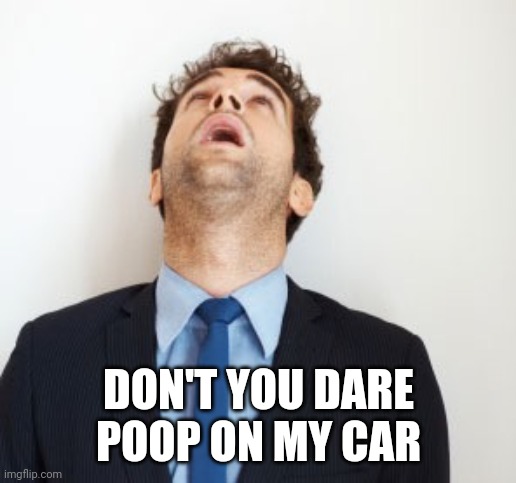 Guy looking up | DON'T YOU DARE POOP ON MY CAR | image tagged in guy looking up | made w/ Imgflip meme maker