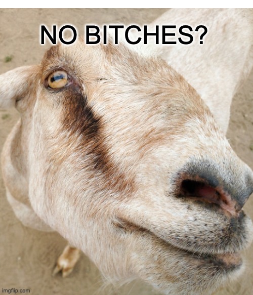 Goat No Bitches |  NO BITCHES? | image tagged in goat,no bitches | made w/ Imgflip meme maker