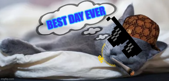Vacation time | BEST DAY EVER | image tagged in cats,smoke weed everyday | made w/ Imgflip meme maker