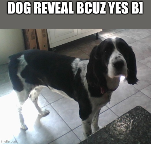 What da dog doin | DOG REVEAL BCUZ YES B] | image tagged in e,what da dog doin | made w/ Imgflip meme maker