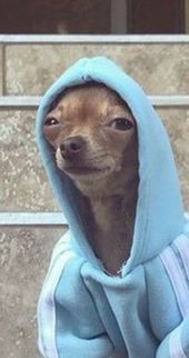 Dog in hoodie Blank Meme Template