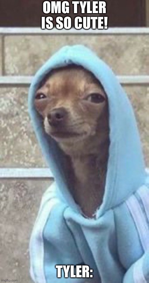 Dog in hoodie | OMG TYLER IS SO CUTE! TYLER: | image tagged in dog in hoodie | made w/ Imgflip meme maker