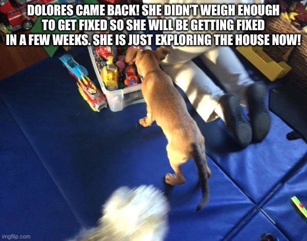 Update on Dolores | DOLORES CAME BACK! SHE DIDN’T WEIGH ENOUGH TO GET FIXED SO SHE WILL BE GETTING FIXED IN A FEW WEEKS. SHE IS JUST EXPLORING THE HOUSE NOW! | image tagged in puppy,dog,update | made w/ Imgflip meme maker