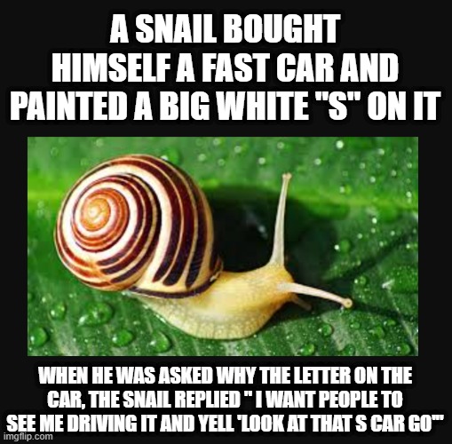 Speedy Snail | A SNAIL BOUGHT HIMSELF A FAST CAR AND PAINTED A BIG WHITE "S" ON IT; WHEN HE WAS ASKED WHY THE LETTER ON THE CAR, THE SNAIL REPLIED " I WANT PEOPLE TO SEE ME DRIVING IT AND YELL 'LOOK AT THAT S CAR GO'" | image tagged in snail | made w/ Imgflip meme maker