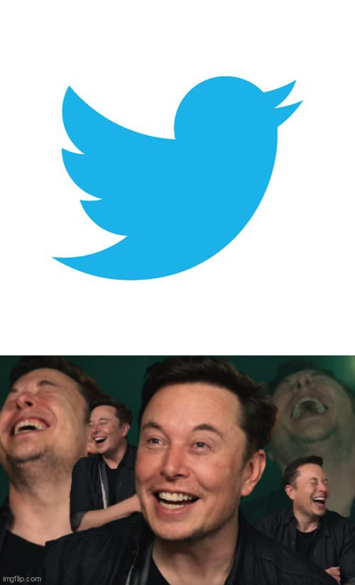 image tagged in twitter birds says,elon musk laughing | made w/ Imgflip meme maker