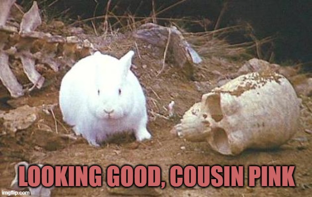 Monty Python rabbit | LOOKING GOOD, COUSIN PINK | image tagged in monty python rabbit | made w/ Imgflip meme maker