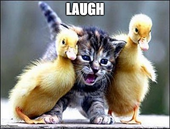 Kitten with ducklings | LAUGH | image tagged in kitten with ducklings | made w/ Imgflip meme maker