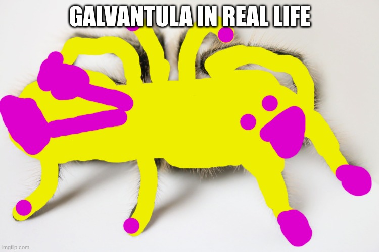 Tarantula | GALVANTULA IN REAL LIFE | image tagged in tarantula | made w/ Imgflip meme maker