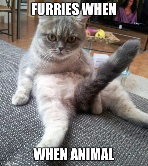 Coner | FURRIES WHEN; WHEN ANIMAL | image tagged in sexy cat | made w/ Imgflip meme maker