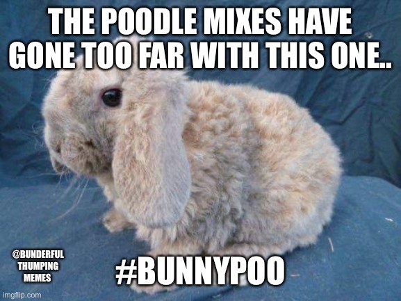 bunny doodle | THE POODLE MIXES HAVE GONE TOO FAR WITH THIS ONE.. #BUNNYPOO; @BUNDERFUL THUMPING MEMES | image tagged in bunnies,rabbits,doodle,poodle | made w/ Imgflip meme maker
