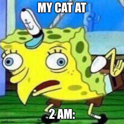 My cat at 2 am: |  MY CAT AT; 2 AM: | image tagged in triggerpaul,cat,random tag i decided to put,another random tag i decided to put | made w/ Imgflip meme maker