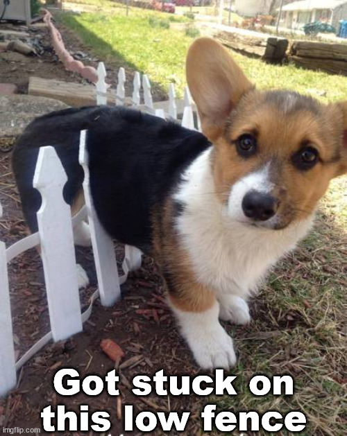 Got stuck on this low fence | image tagged in dogs | made w/ Imgflip meme maker