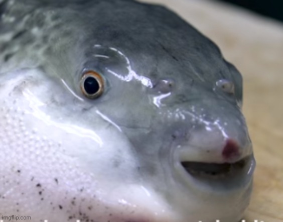 happy pufferfish | image tagged in happy pufferfish | made w/ Imgflip meme maker