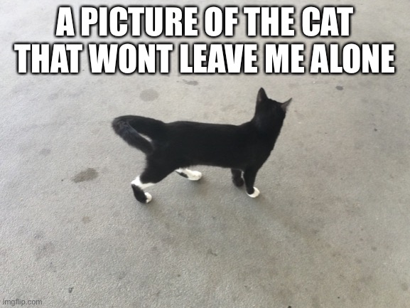 so true with me | A PICTURE OF THE CAT THAT WONT LEAVE ME ALONE | image tagged in cat,leave me alone | made w/ Imgflip meme maker