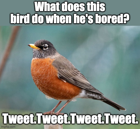 If you get the joke, you're as old as I am.  Tip of the hat to Bobby Day! | What does this bird do when he's bored? Tweet.Tweet.Tweet.Tweet. | image tagged in rockin robin | made w/ Imgflip meme maker