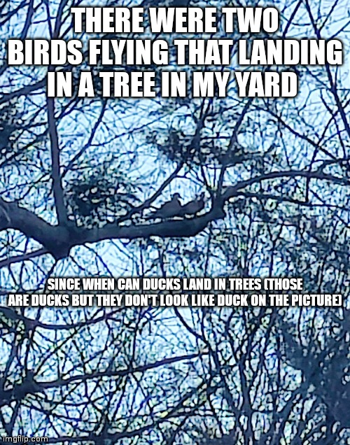 THERE WERE TWO BIRDS FLYING THAT LANDING IN A TREE IN MY YARD; SINCE WHEN CAN DUCKS LAND IN TREES (THOSE ARE DUCKS BUT THEY DON'T LOOK LIKE DUCK ON THE PICTURE) | made w/ Imgflip meme maker