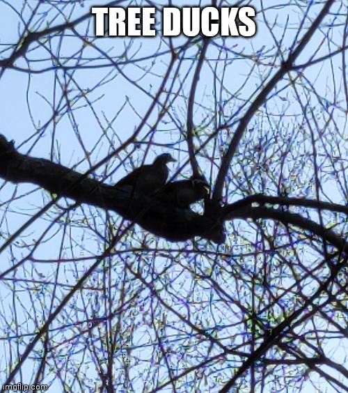 TREE DUCKS | made w/ Imgflip meme maker