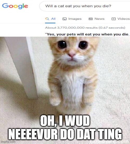 Cute Cat |  OH, I WUD NEEEEVUR DO DAT TING | image tagged in memes,cute cat | made w/ Imgflip meme maker