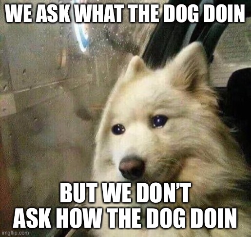D: | WE ASK WHAT THE DOG DOIN; BUT WE DON’T ASK HOW THE DOG DOIN | image tagged in sad dog | made w/ Imgflip meme maker