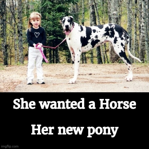 Pleasing Daughter | image tagged in poney,horse,birthday | made w/ Imgflip meme maker