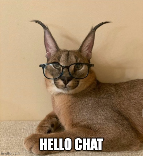 floppa glasses | HELLO CHAT | image tagged in floppa glasses | made w/ Imgflip meme maker