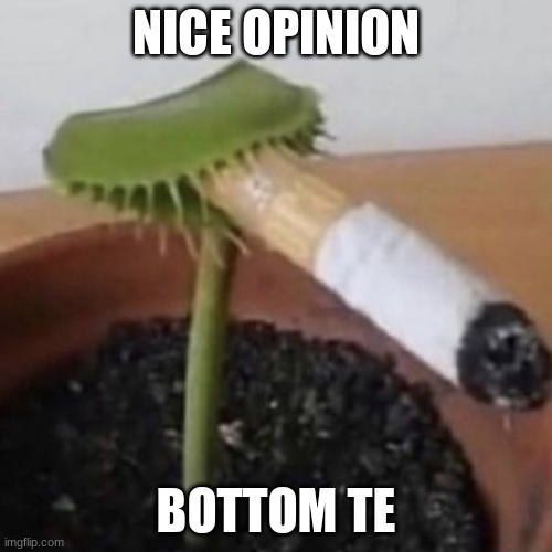potplant | NICE OPINION; BOTTOM TE | image tagged in potplant | made w/ Imgflip meme maker