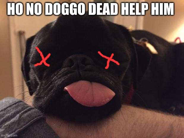 beanz | HO NO DOGGO DEAD HELP HIM | image tagged in beanz | made w/ Imgflip meme maker