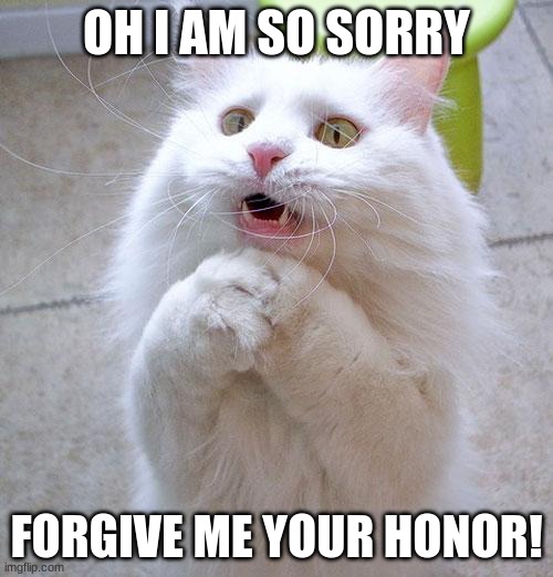 pleasee | OH I AM SO SORRY; FORGIVE ME, YOUR HONOR! | image tagged in begging cat | made w/ Imgflip meme maker
