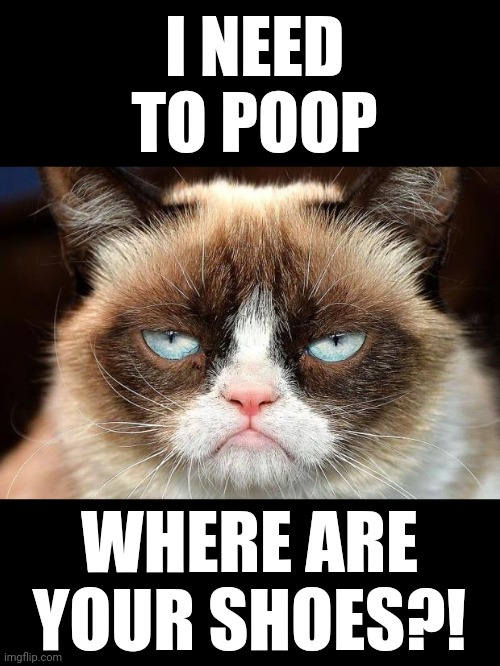 Grumpy Cat Not Amused Meme | I NEED TO POOP WHERE ARE YOUR SHOES?! | image tagged in memes,grumpy cat not amused,grumpy cat | made w/ Imgflip meme maker