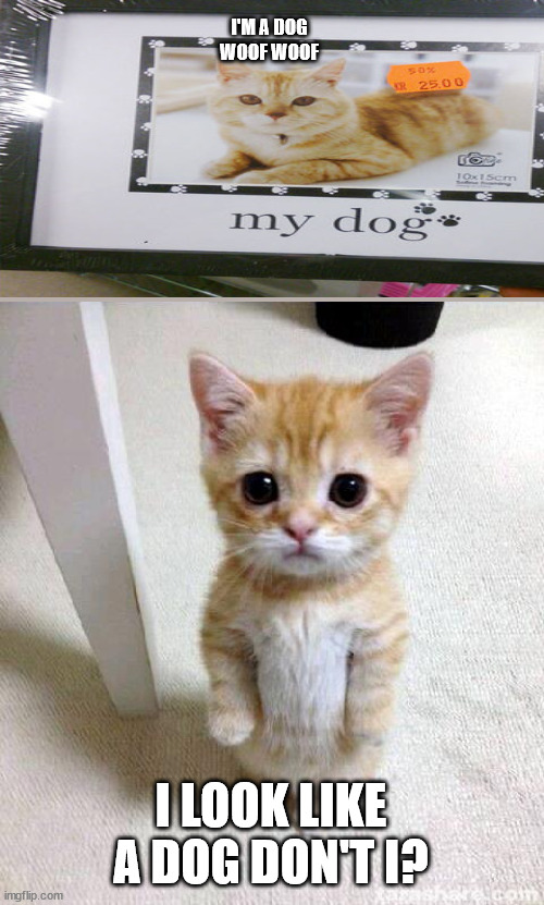 Cute Cat | I'M A DOG
WOOF WOOF; I LOOK LIKE A DOG DON'T I? | image tagged in memes,cute cat | made w/ Imgflip meme maker