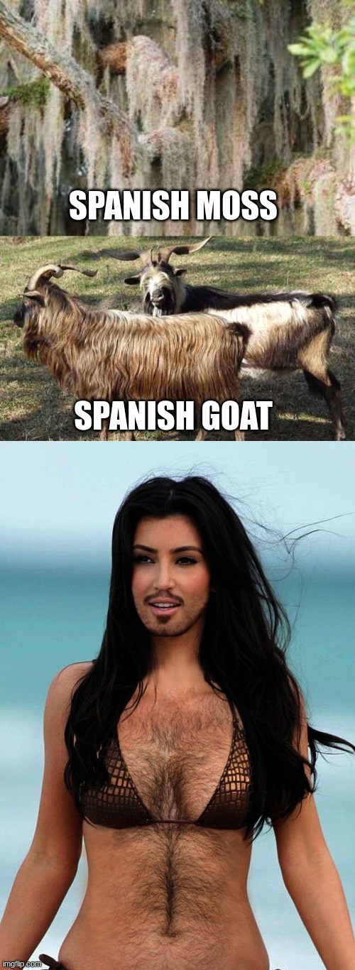SPANISH MOSS; SPANISH GOAT | image tagged in funny,memes | made w/ Imgflip meme maker