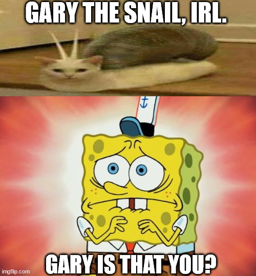 Scared spongebob | GARY THE SNAIL, IRL. GARY IS THAT YOU? | image tagged in scared spongebob | made w/ Imgflip meme maker
