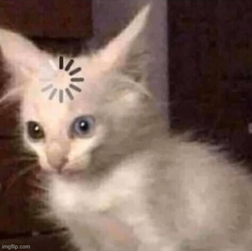 Kitty thonk | image tagged in kitty thonk | made w/ Imgflip meme maker
