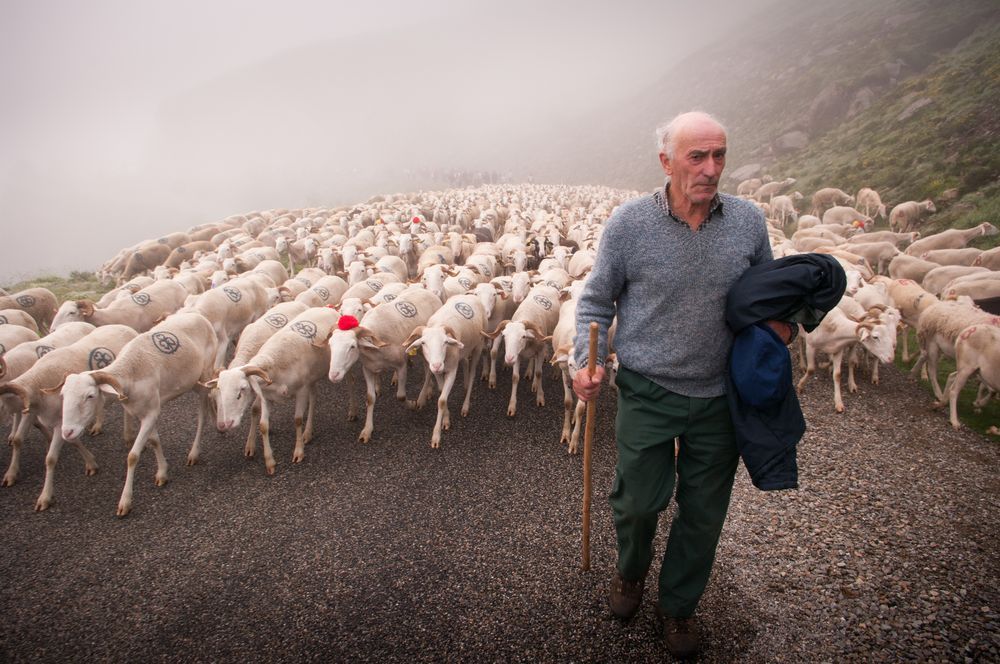 High Quality Man Herding Sheep Blank Meme Template