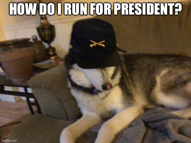 I sort of want to run | HOW DO I RUN FOR PRESIDENT? | image tagged in union husky,president,imgflip | made w/ Imgflip meme maker