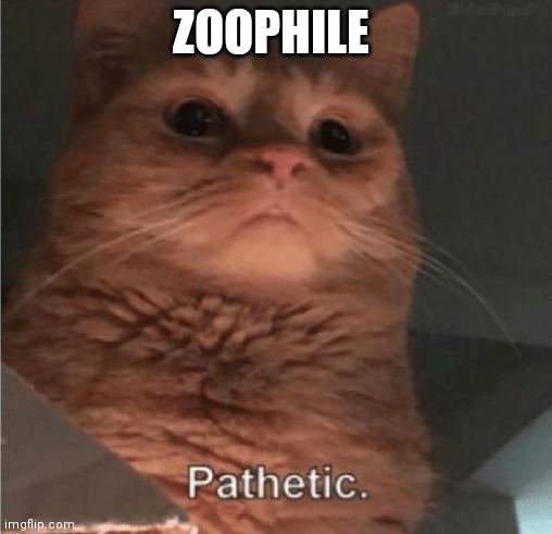 Pathetic Cat | ZOOPHILE | image tagged in pathetic cat | made w/ Imgflip meme maker