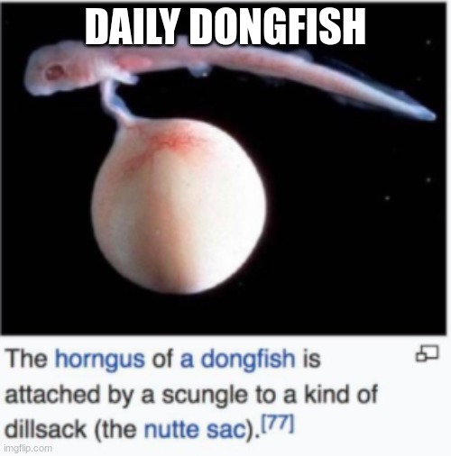 DONGFISH | DAILY DONGFISH | image tagged in dongfish | made w/ Imgflip meme maker