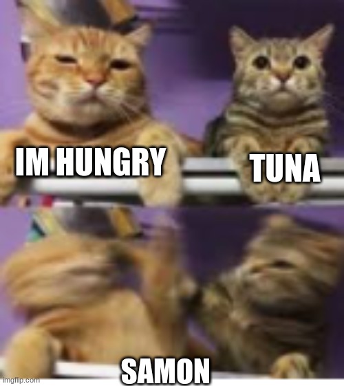 car hungry | IM HUNGRY; TUNA; SAMON | image tagged in cat rotex | made w/ Imgflip meme maker