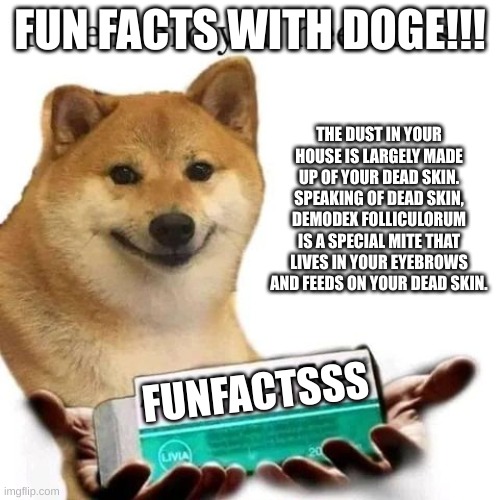 Take it bro you need this | FUN FACTS WITH DOGE!!! THE DUST IN YOUR HOUSE IS LARGELY MADE UP OF YOUR DEAD SKIN.
SPEAKING OF DEAD SKIN, DEMODEX FOLLICULORUM IS A SPECIAL MITE THAT LIVES IN YOUR EYEBROWS AND FEEDS ON YOUR DEAD SKIN. FUNFACTSSS | image tagged in take it bro you need this | made w/ Imgflip meme maker