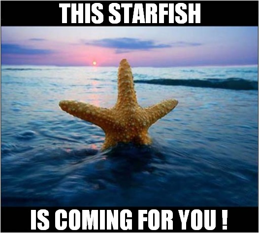 Runaway From The Sea ! | THIS STARFISH; IS COMING FOR YOU ! | image tagged in fun,starfish,run away | made w/ Imgflip meme maker