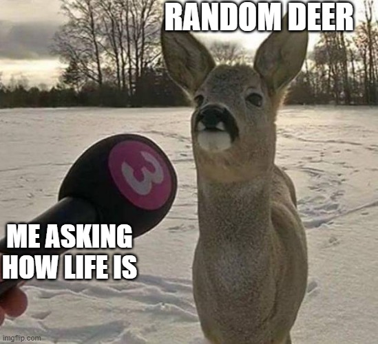 Cubby deer | RANDOM DEER; ME ASKING HOW LIFE IS | image tagged in cubby deer | made w/ Imgflip meme maker