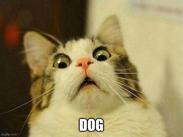 He saw the dog | DOG | image tagged in memes,scared cat,bad pun | made w/ Imgflip meme maker