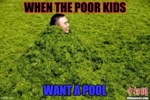 Mossy pool | WHEN THE POOR KIDS; WANT A POOL | image tagged in meme | made w/ Imgflip meme maker