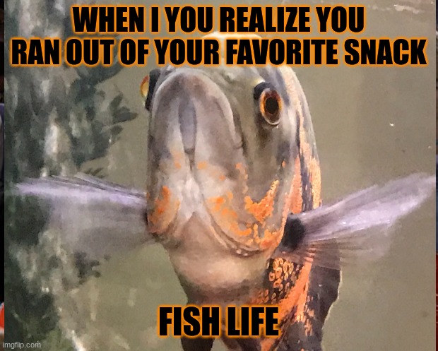 fish life | WHEN I YOU REALIZE YOU RAN OUT OF YOUR FAVORITE SNACK; FISH LIFE | image tagged in fish life | made w/ Imgflip meme maker