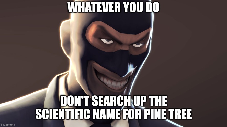 wow your'e actually reading the title |  WHATEVER YOU DO; DON'T SEARCH UP THE SCIENTIFIC NAME FOR PINE TREE | image tagged in tf2 spy face,haha yes,oh wow are you actually reading these tags,hope,you,have a good day | made w/ Imgflip meme maker
