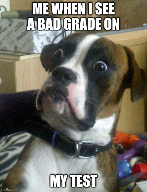 hilarious dogs |  ME WHEN I SEE A BAD GRADE ON; MY TEST | image tagged in blankie the shocked dog | made w/ Imgflip meme maker